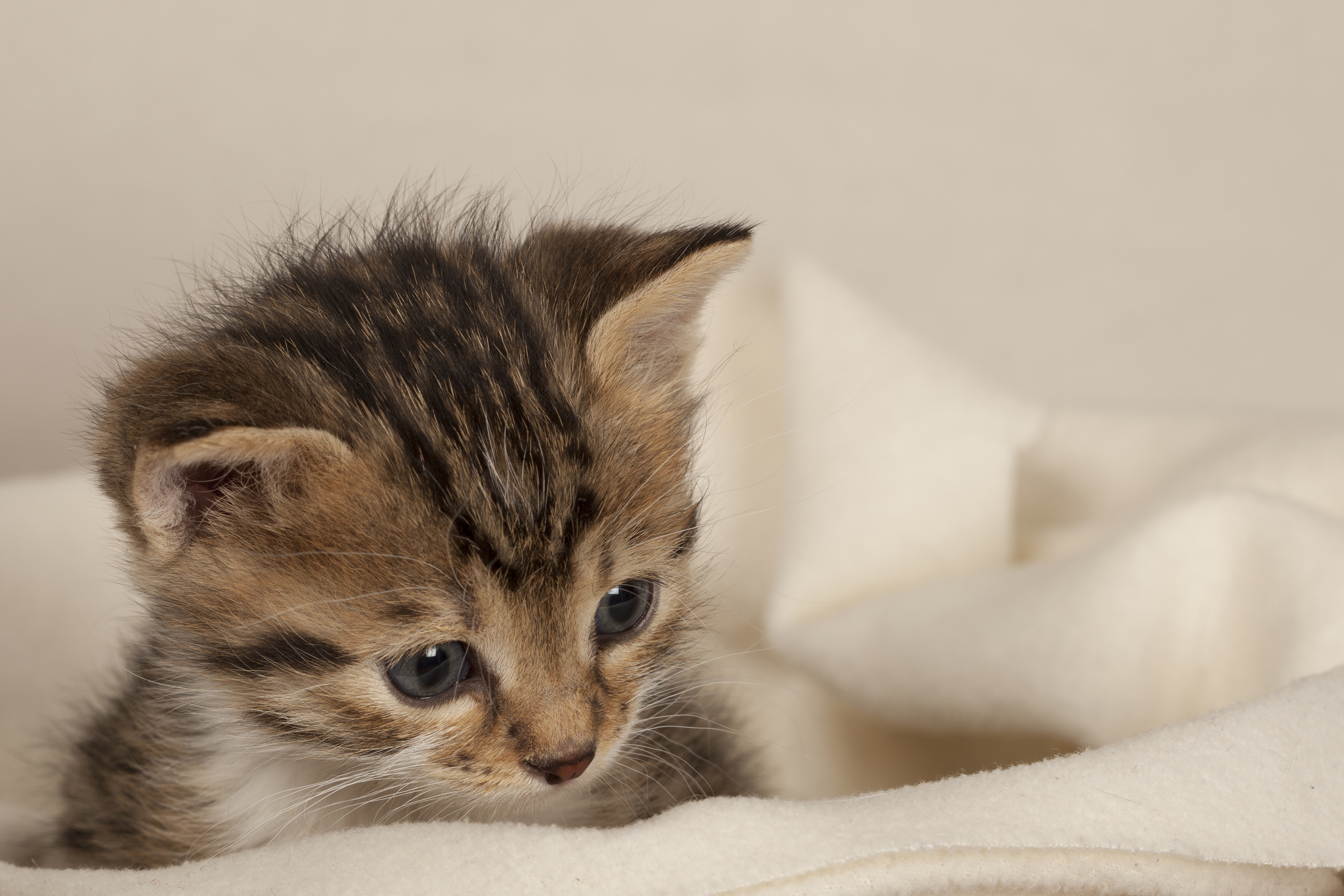 fostering neonatal kittens