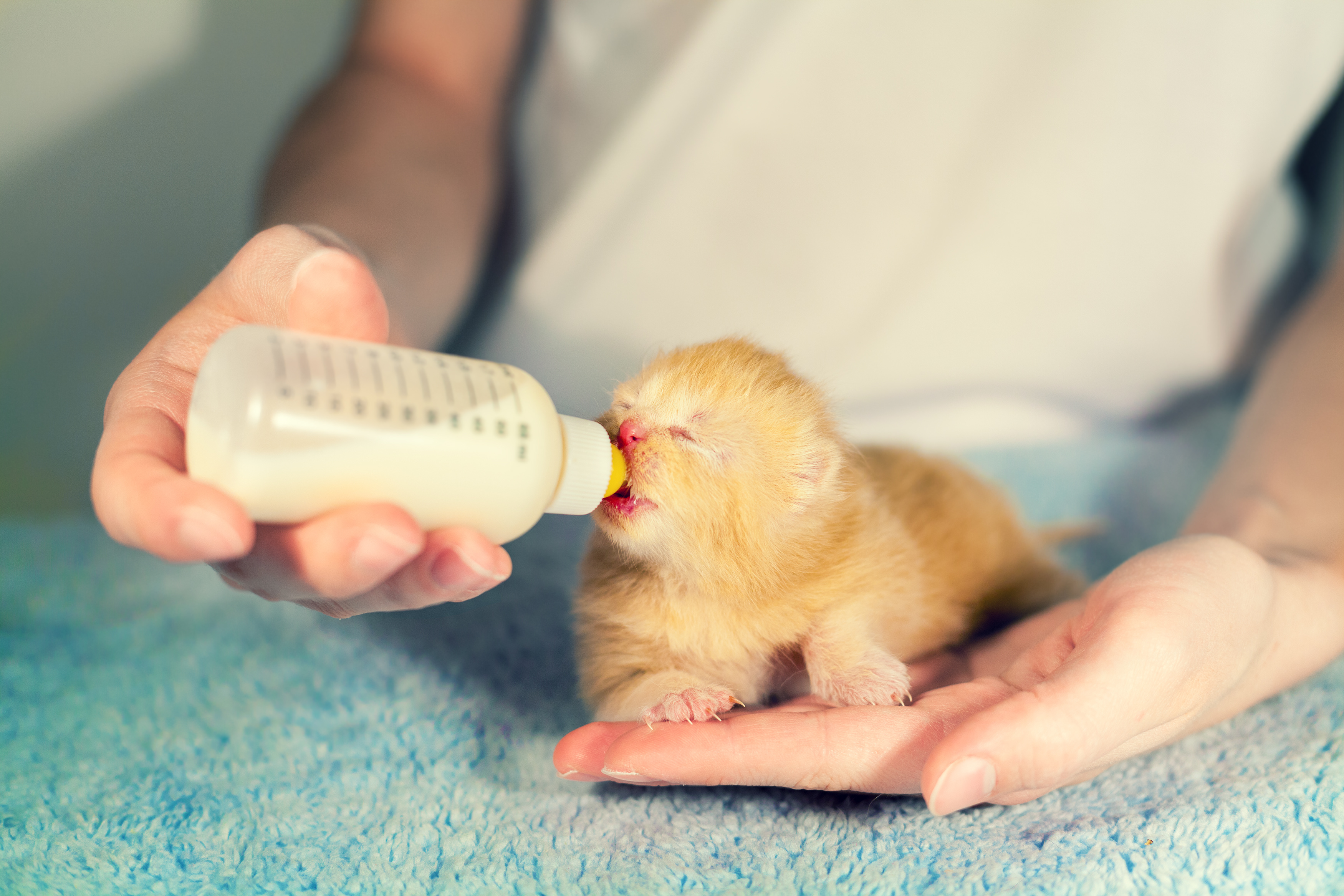 kitten milk bottle Nursing a kitten with a milk bottle stock photo