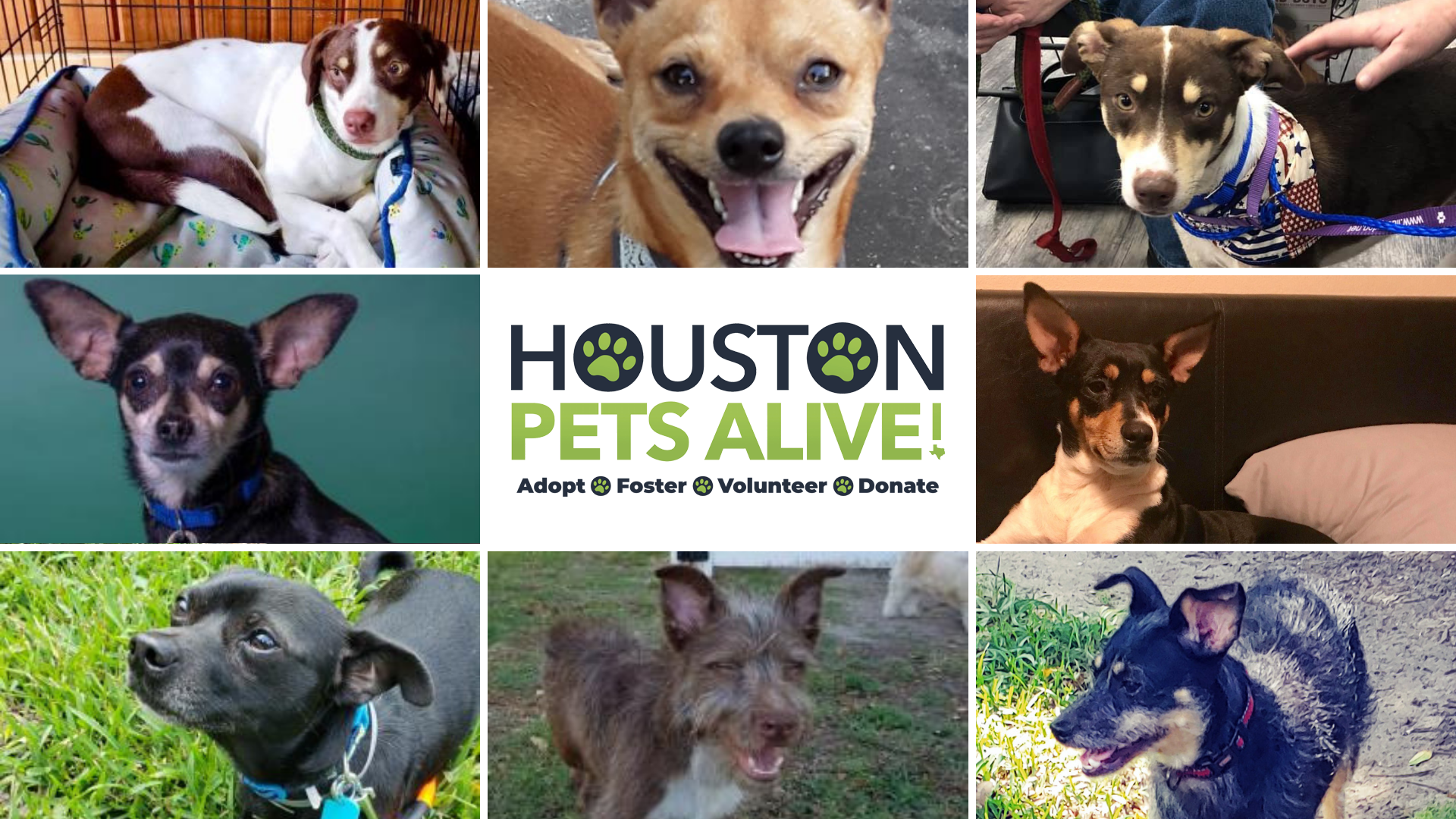 Houston Pets Alive