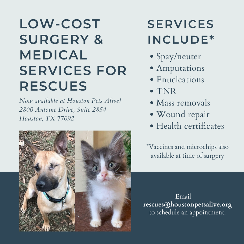 Outside Rescue Surgery Medical Services Houston Pets Alive Houston Pets Alive