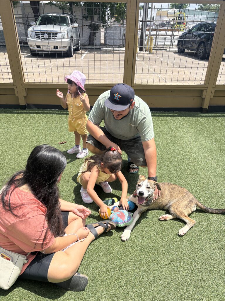 Adoptable puppies at Puppy Palooza