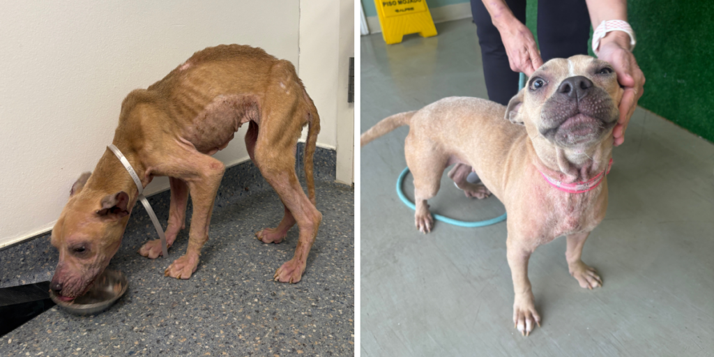 Nellie’s Second Chance, Thanks to You!