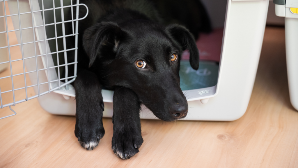 Crate Training Your Dog
