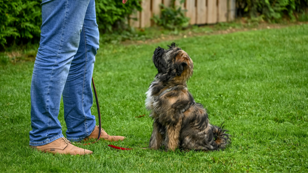 Register for Puppy Training - Houston Pets Alive!