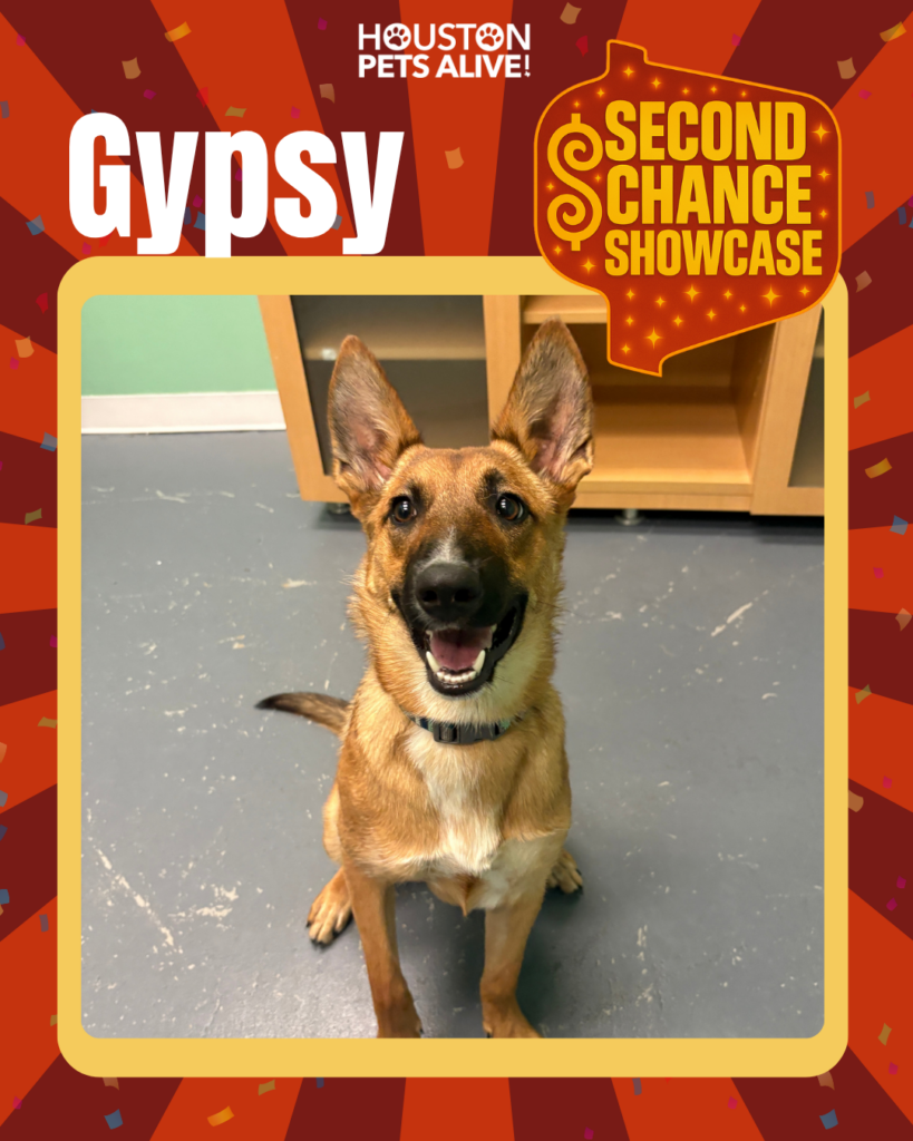 Adoptable Belgian Malinois mix Gypsy