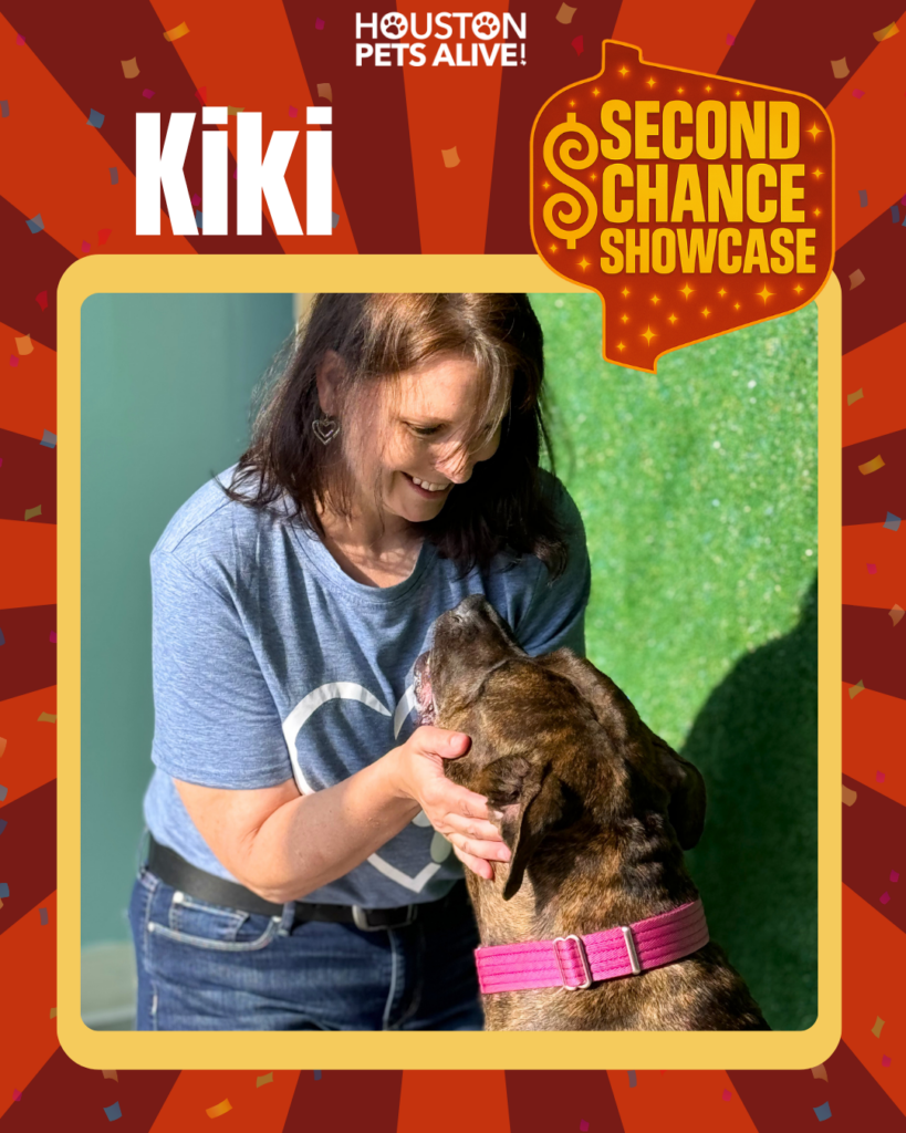 Adoptable dog Kiki