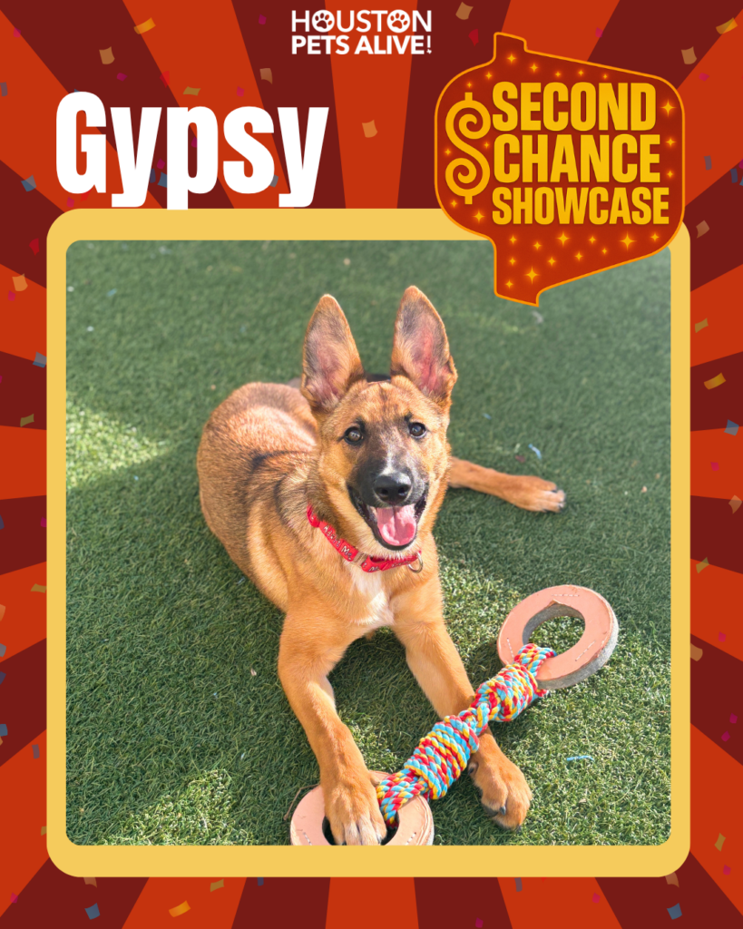 Adoptable Belgian Malinois mix Gypsy