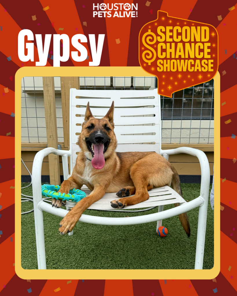 Adoptable Belgian Malinois mix Gypsy