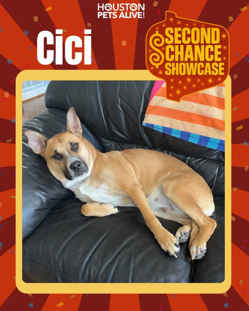 Adoptable dog Cici