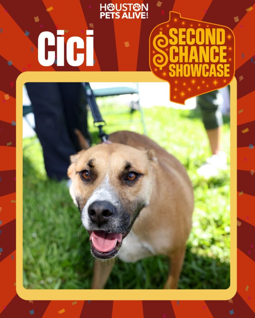 Adoptable dog Cici