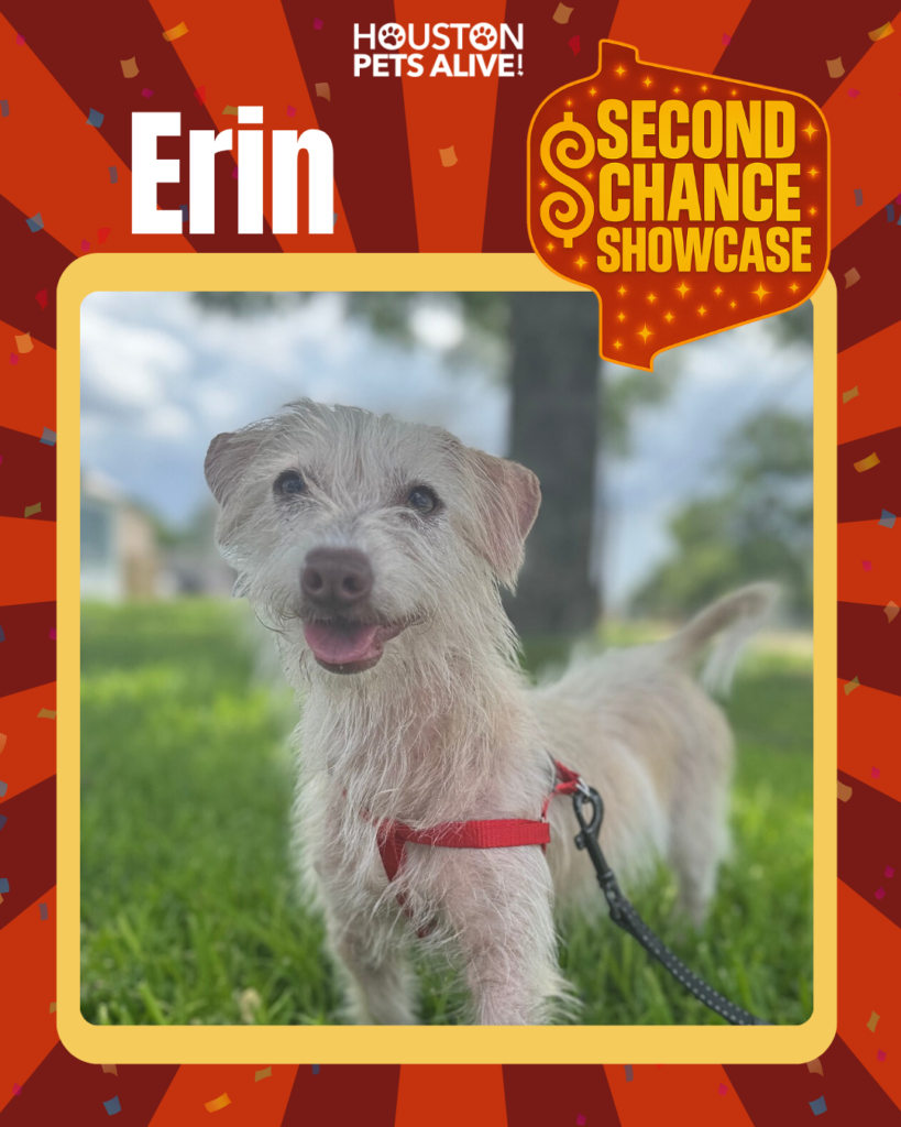 Adoptable dog Erin