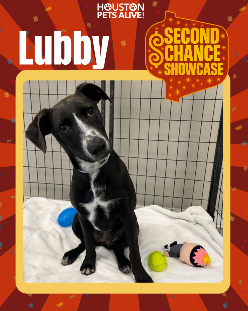 Adoptable dog Lubby