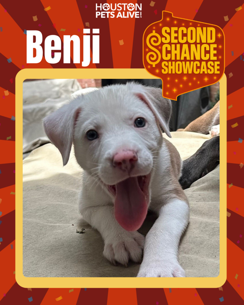 Adoptable dog Benji