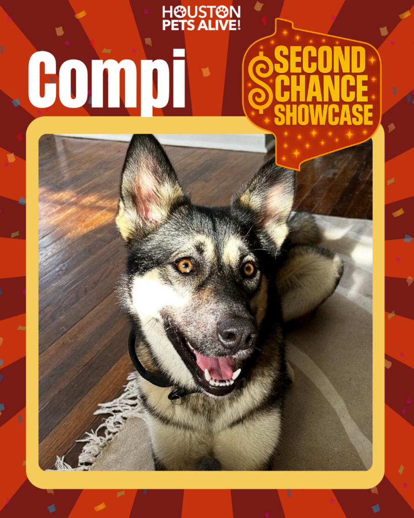 Adoptable dog Compi
