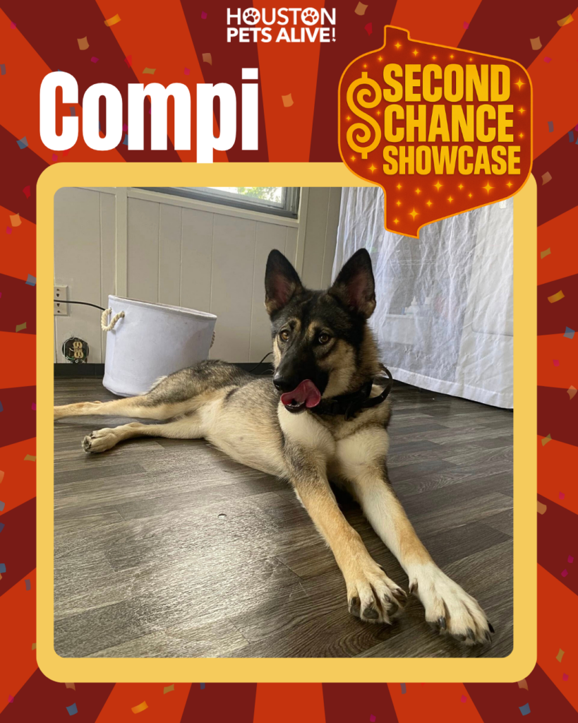 Adoptable dog Compi