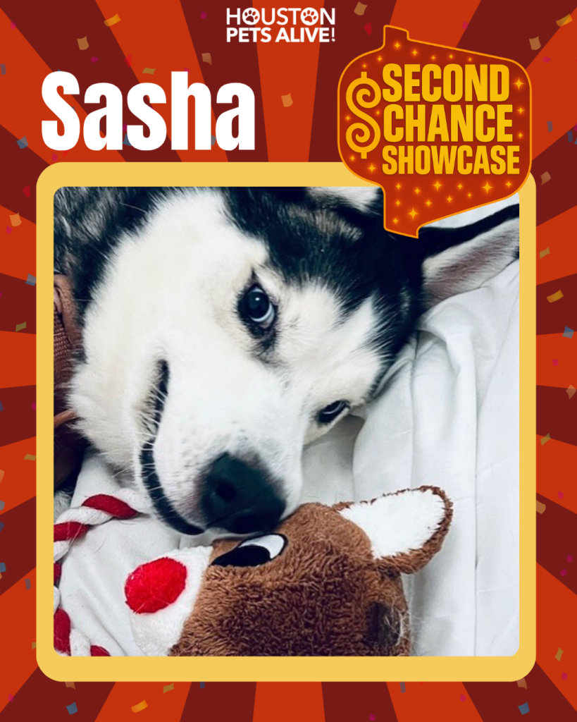 Adoptable dog Sasha