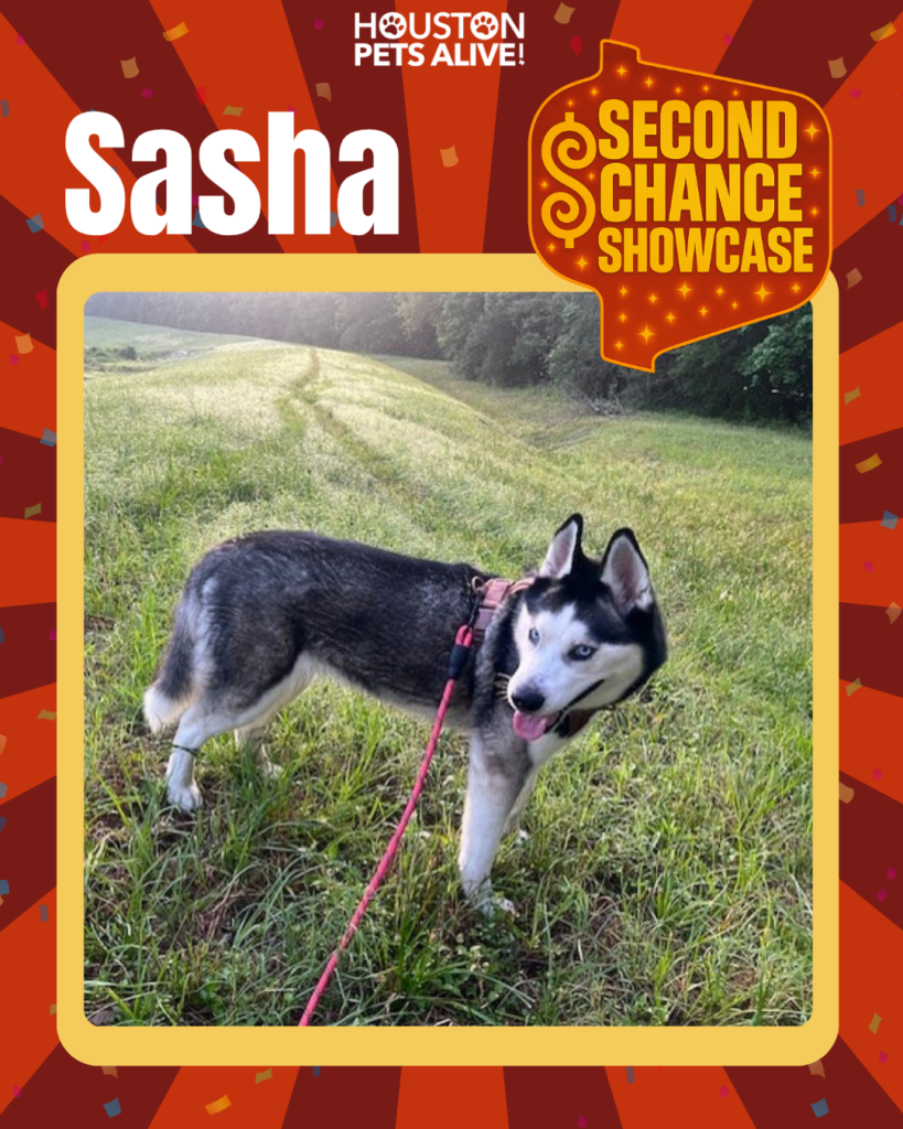 Adoptable dog Sasha