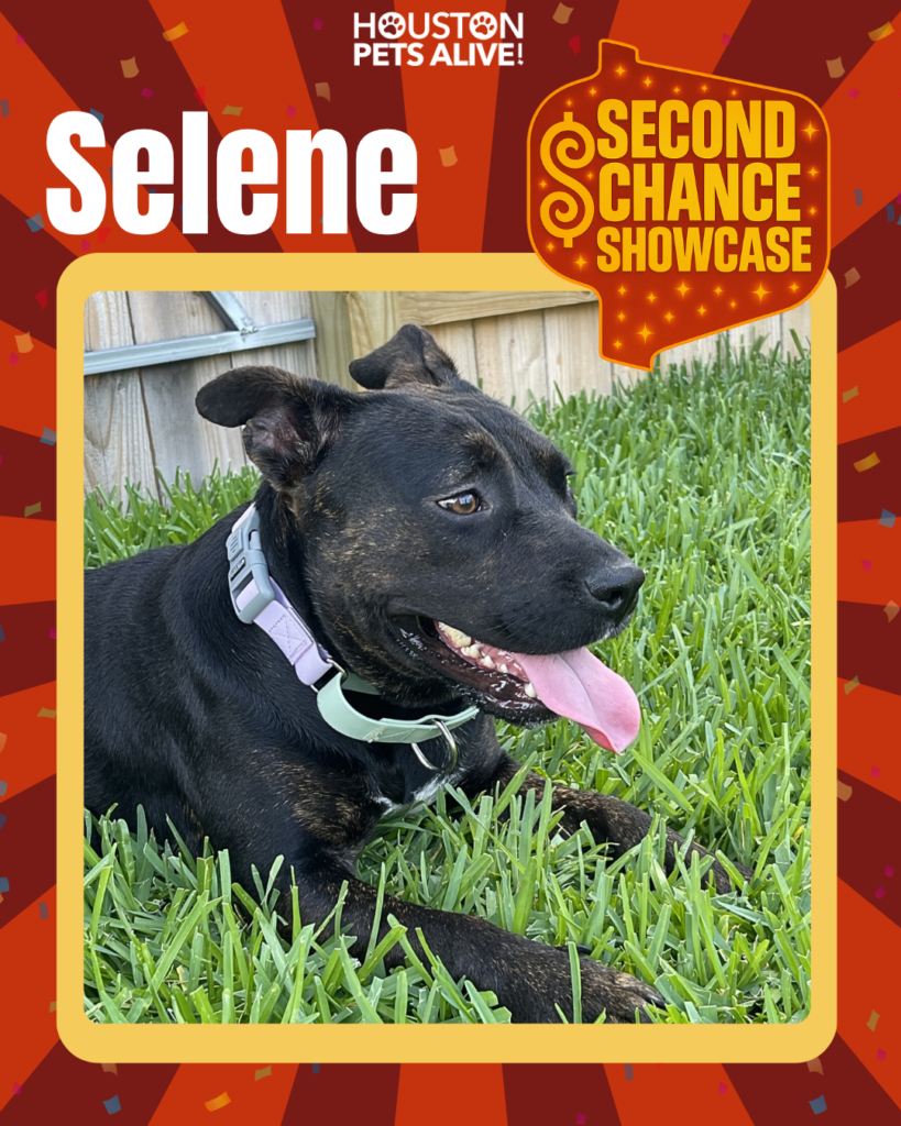 Adoptable dog Selene