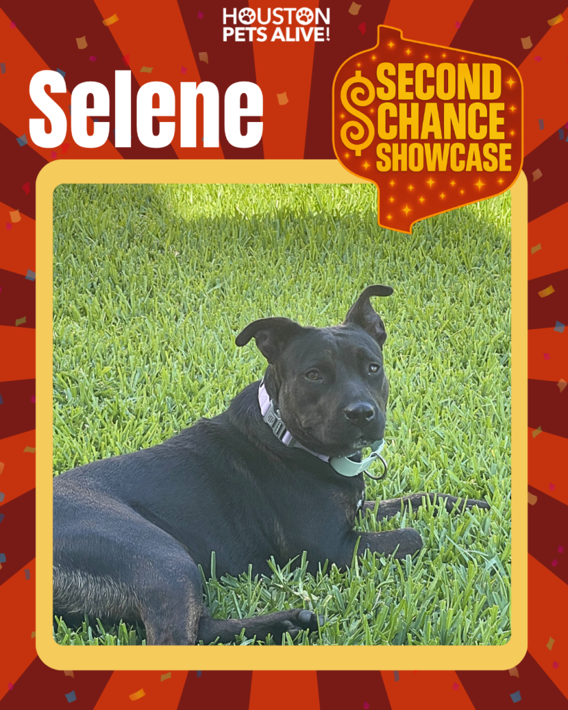 Adoptable dog Selene