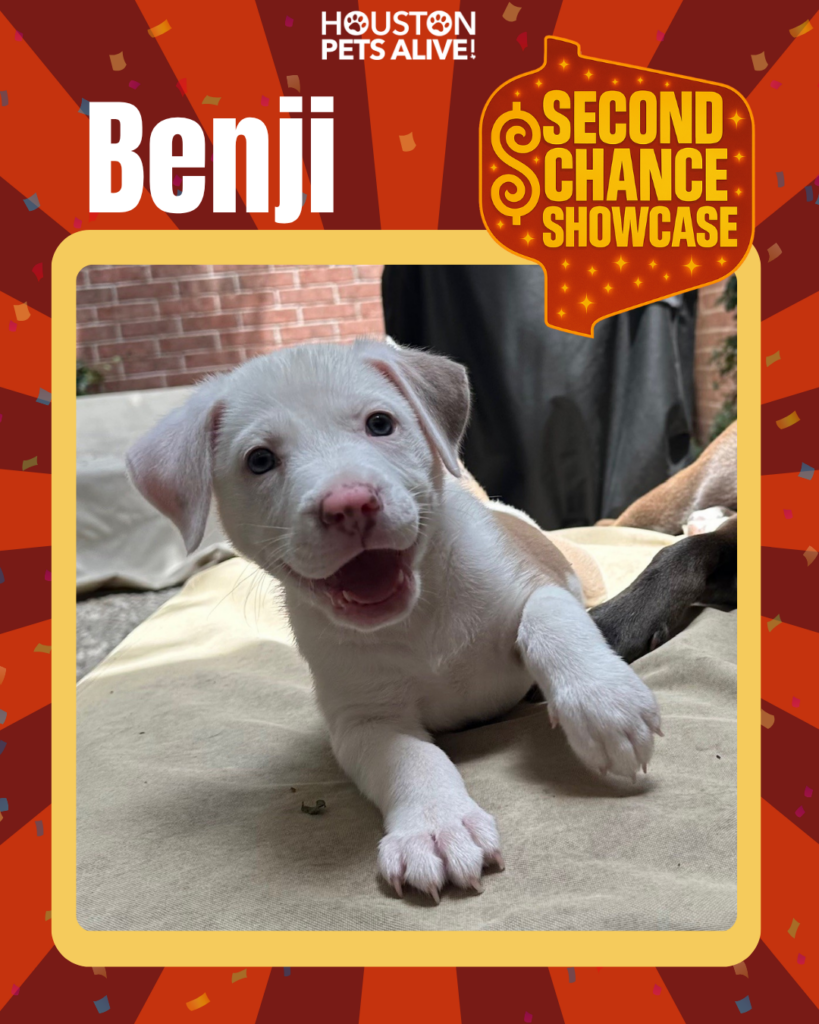 Adoptable dog Benji