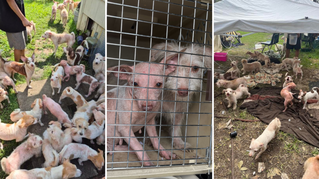 17 Dogs Rescued from Extreme Hoarding Case