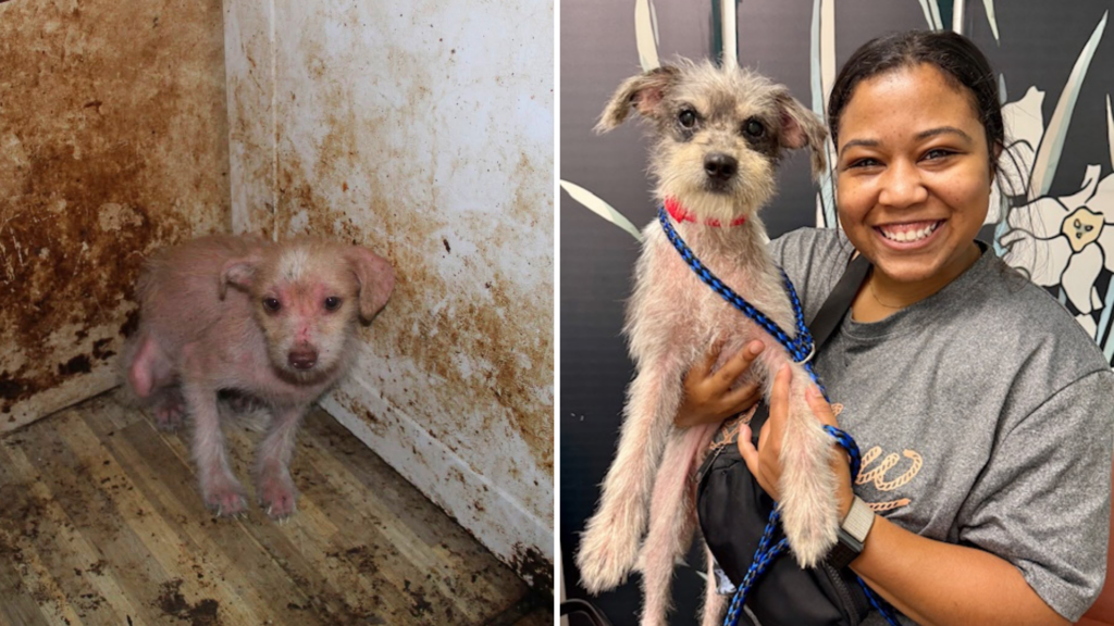 Hope After Hoarding: A Second Chance for the 17 Dogs