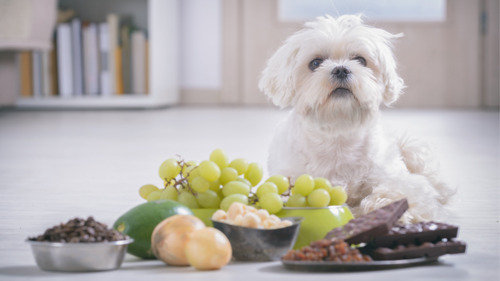 Common Puppy & Kitten Toxins