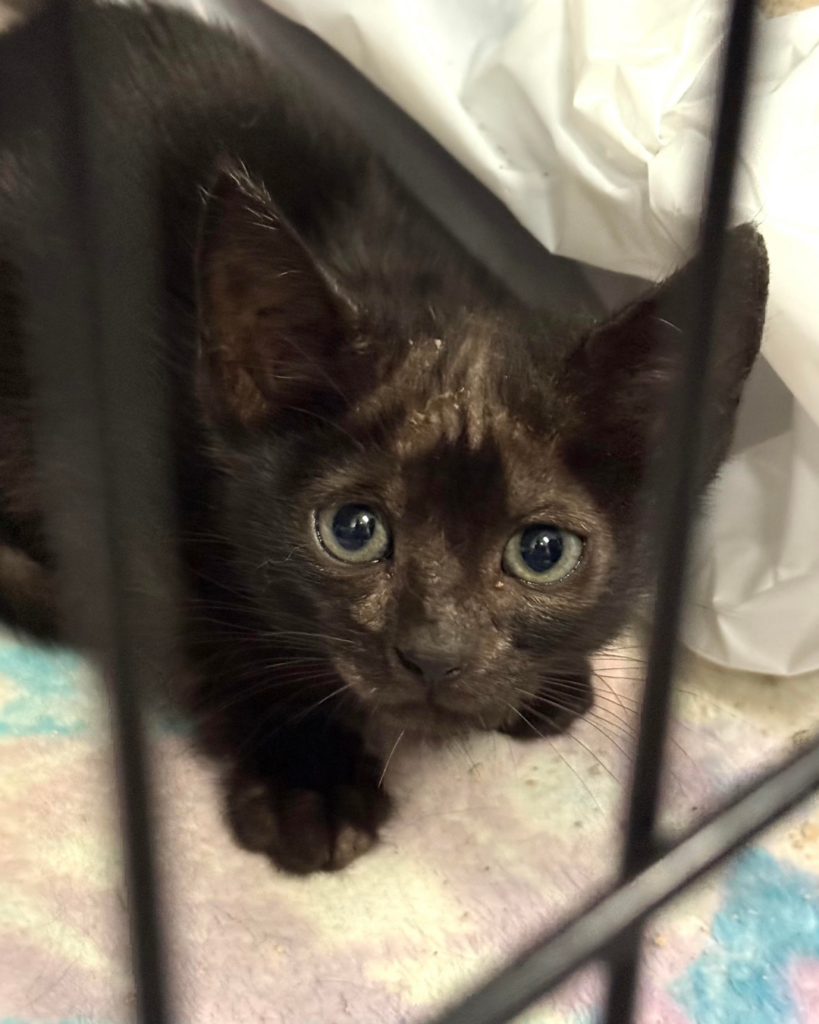 Ringworm kittens (1)
