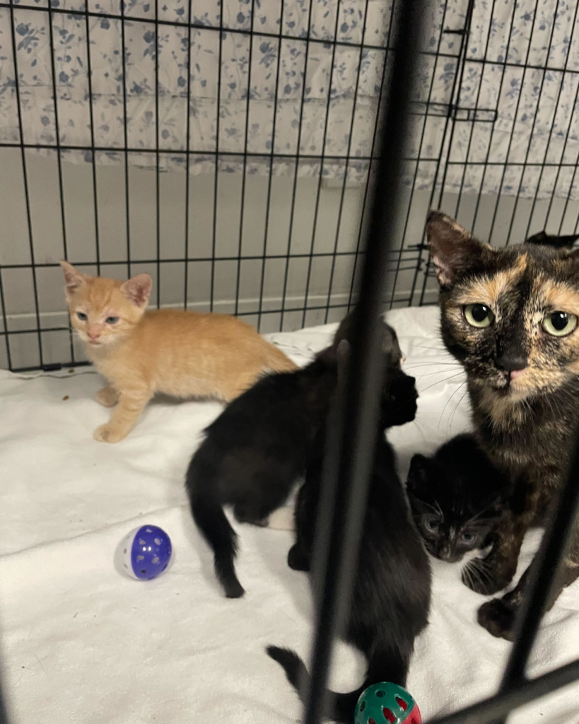 Ringworm kittens (2)