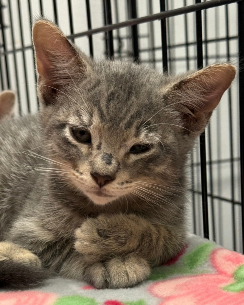 Ringworm kittens (3)
