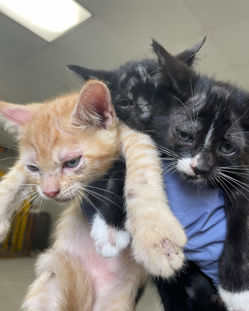 Ringworm kittens (4)