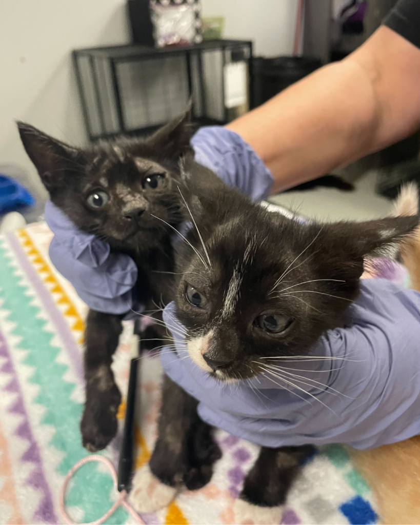 Ringworm kittens (5)