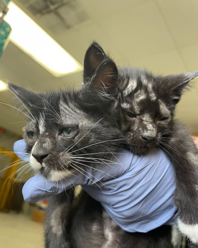 Ringworm kittens (6)