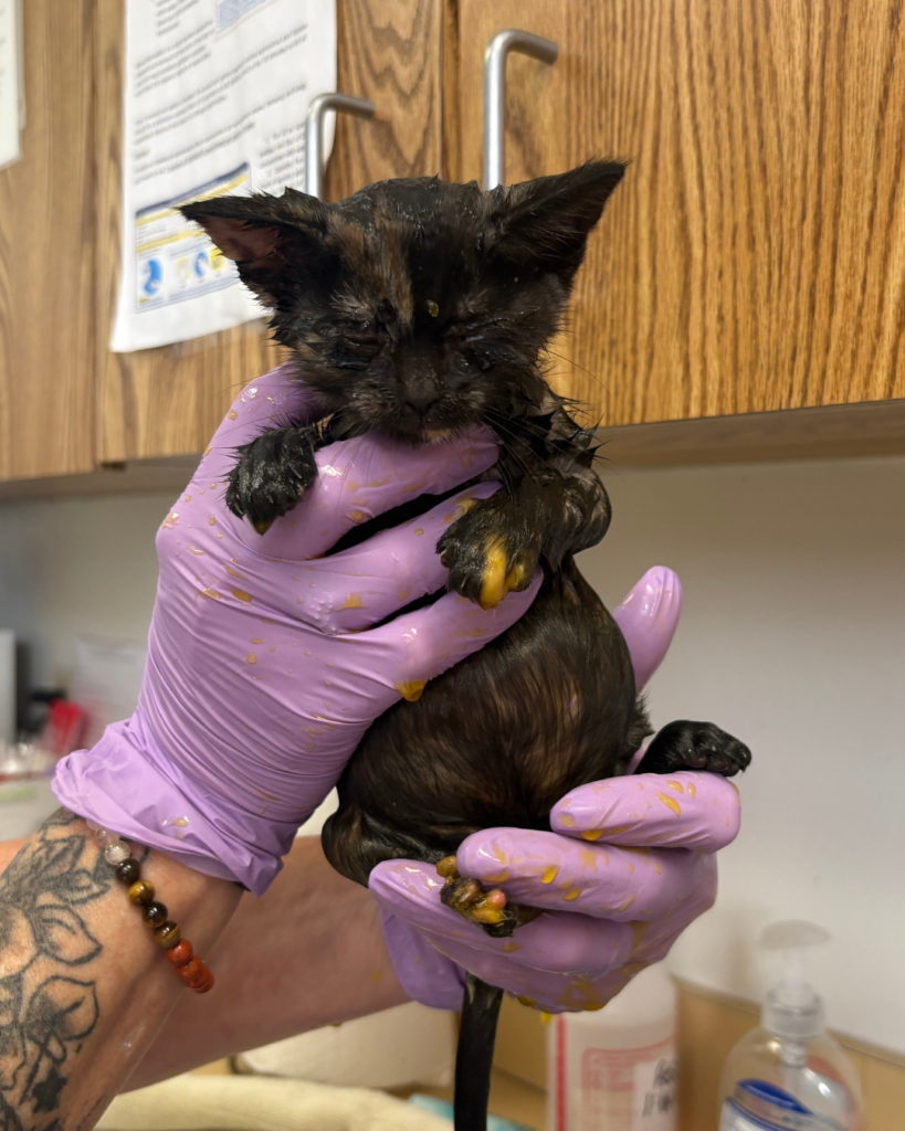 Ringworm kittens (7)