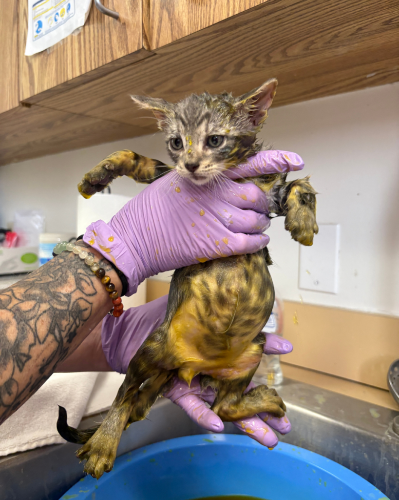 Ringworm kittens (9)