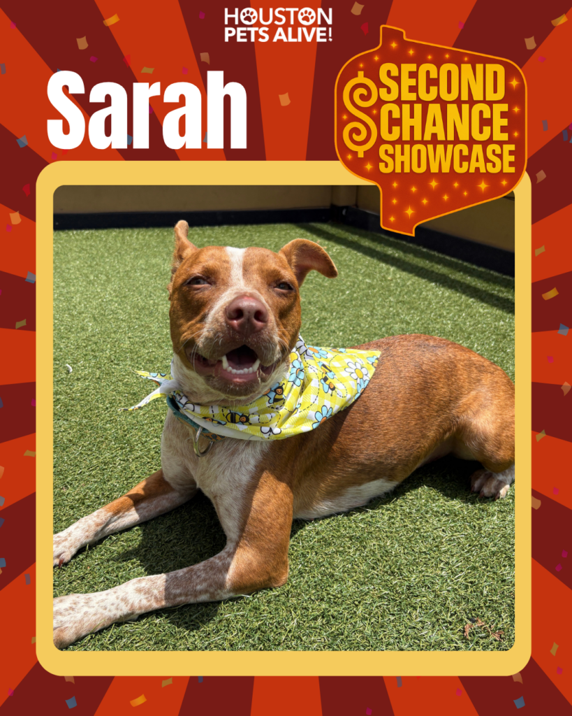 Adoptable dog Sarah