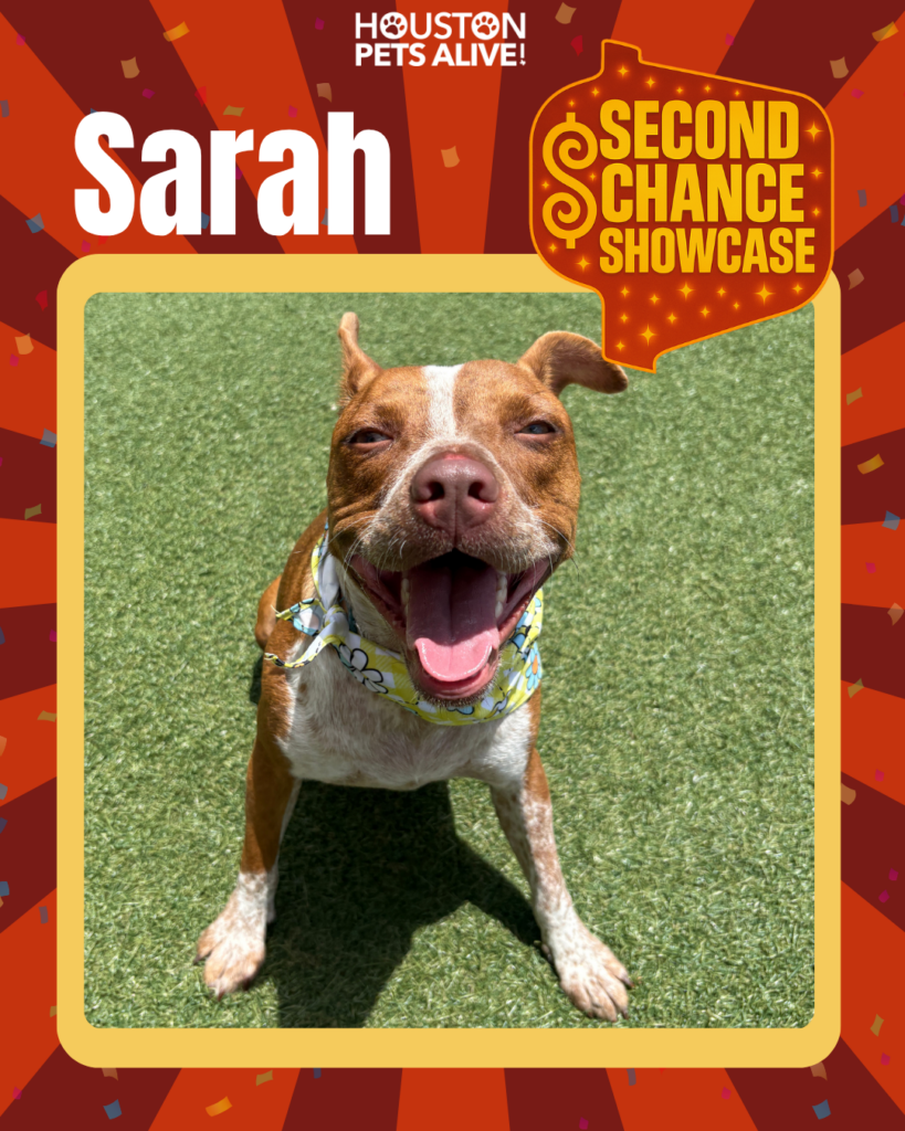 Adoptable dog Sarah