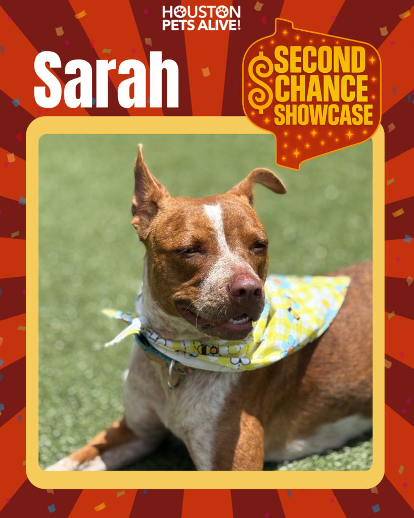 Adoptable dog Sarah
