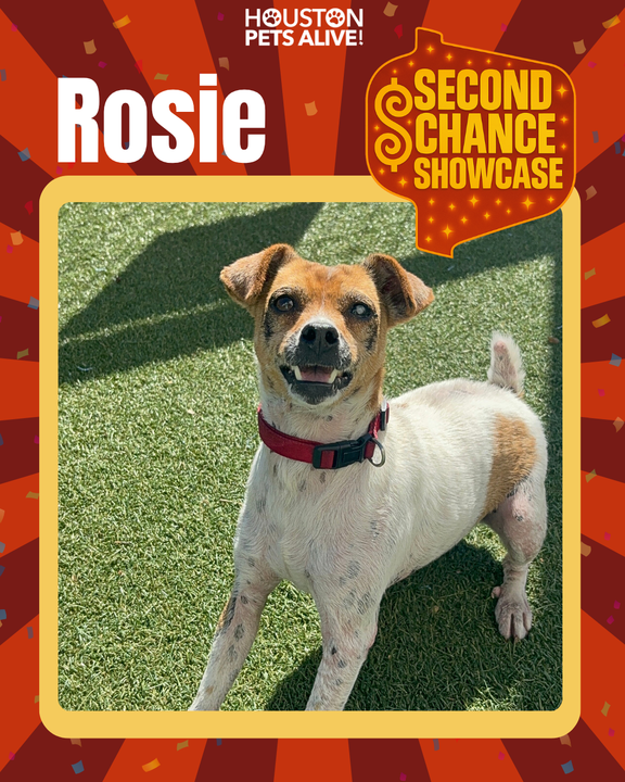 Adoptable dog Rose