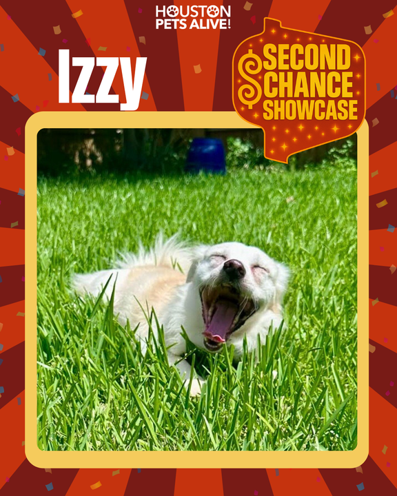 Adoptable dog Izzy