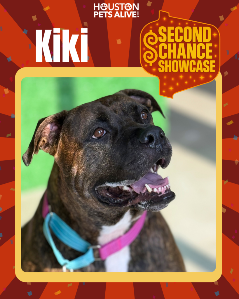Adoptable dog Kiki