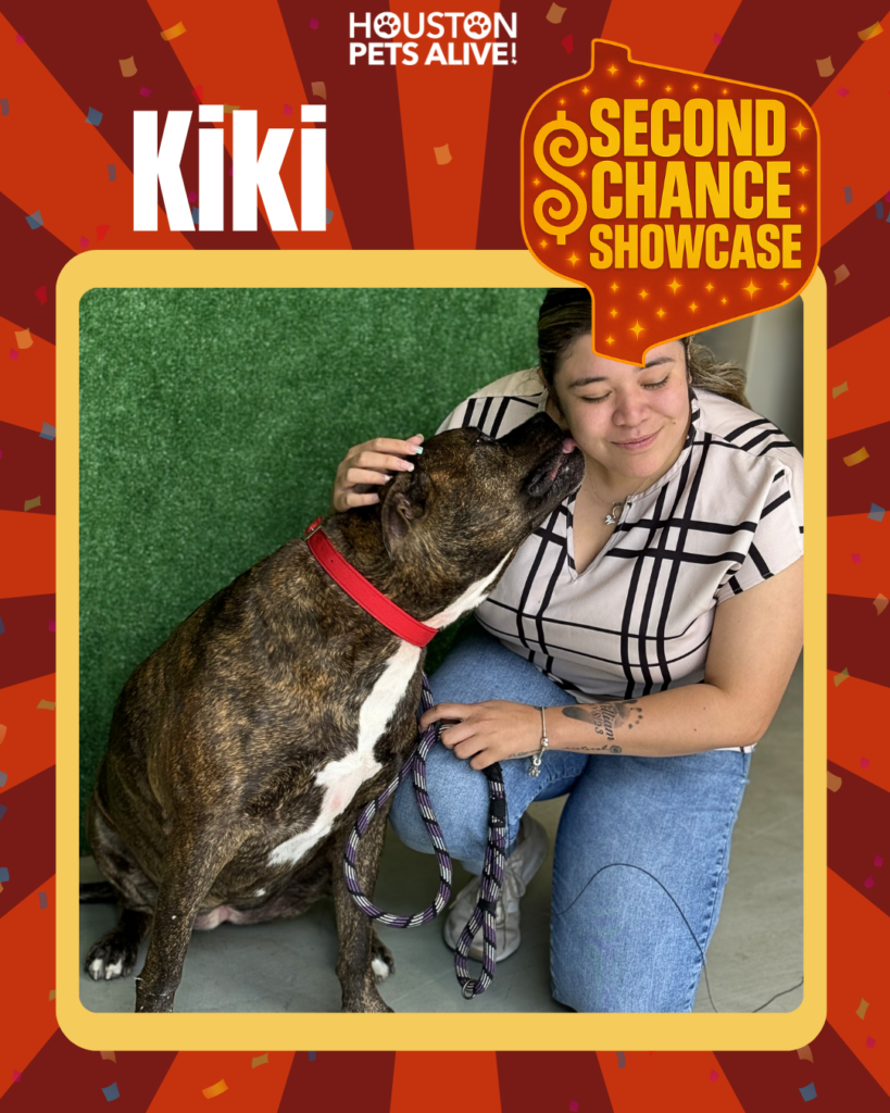 Adoptable dog Kiki
