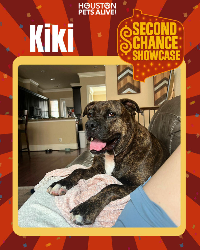 Adoptable dog Kiki