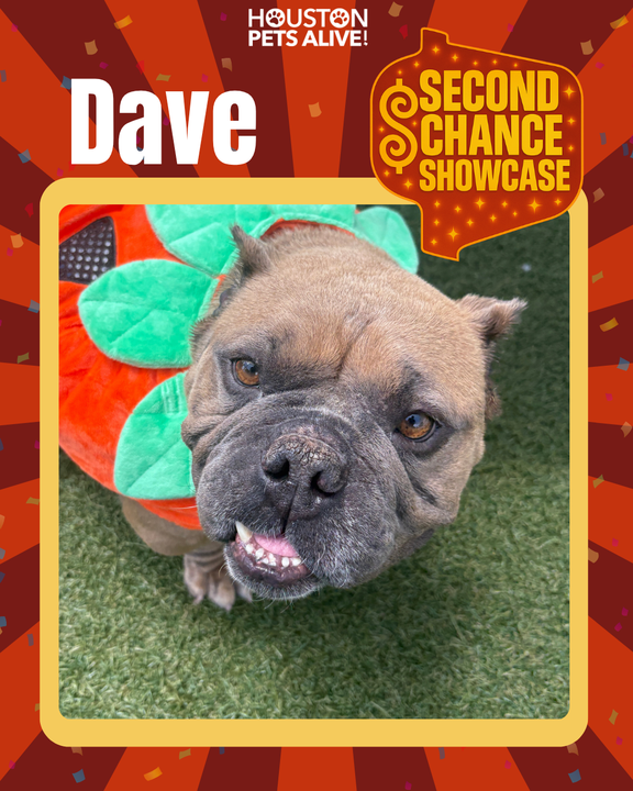 Adoptable dog Dave