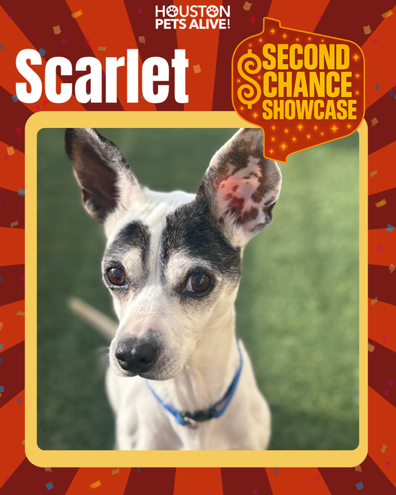 Adoptable dog Scarlet