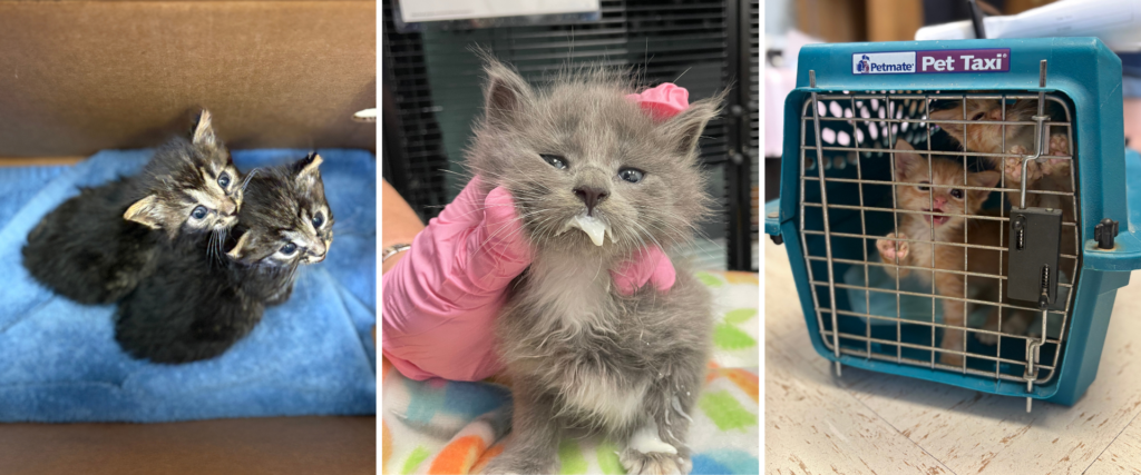 20 At-Risk Bottle Babies