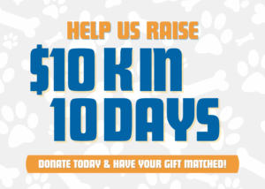 Homepage - Houston Pets Alive!