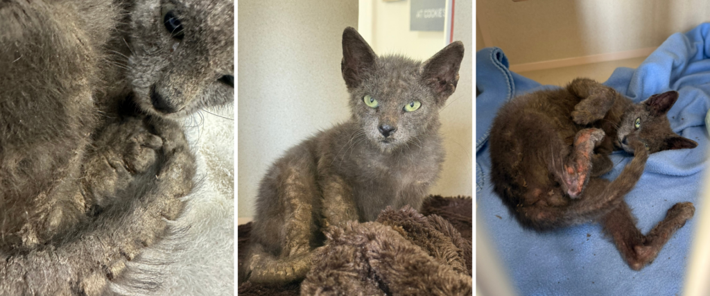 Chai’s Painful Past and Brighter Future