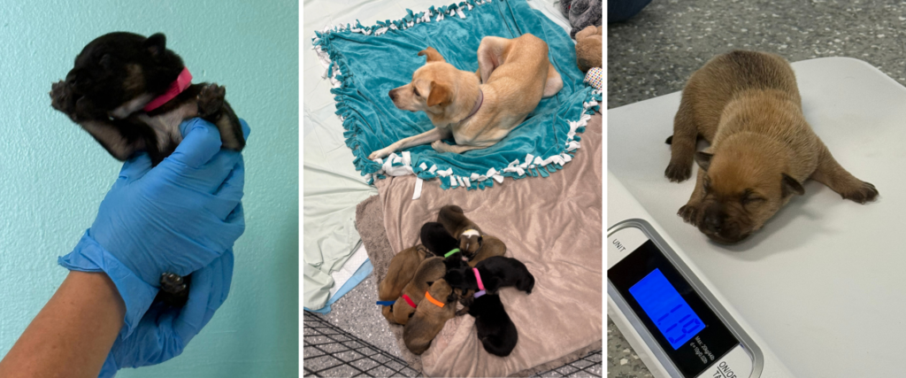 Mom and Newborns Desperate for Safety