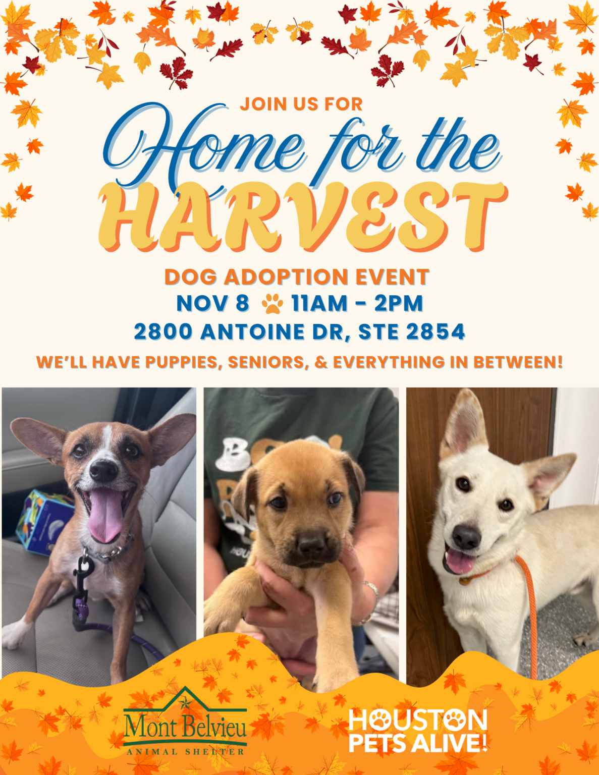 Home for the Harvest: Adoption Event - Houston Pets Alive!